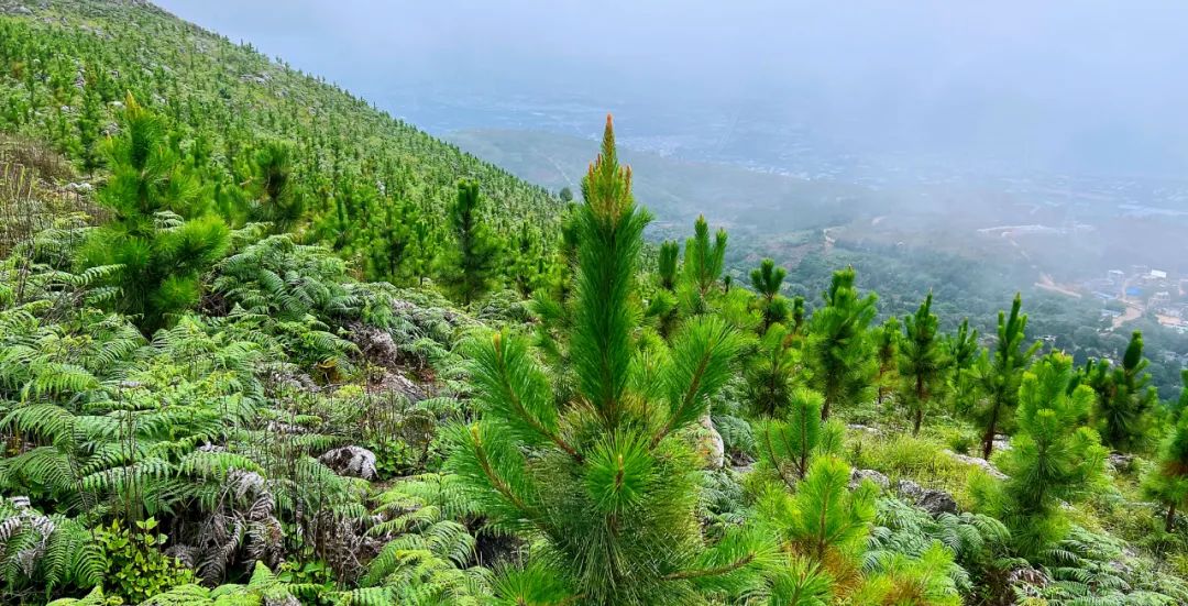 推动红河高质量跨越发展,奋力推动红河高质量跨越式发展
