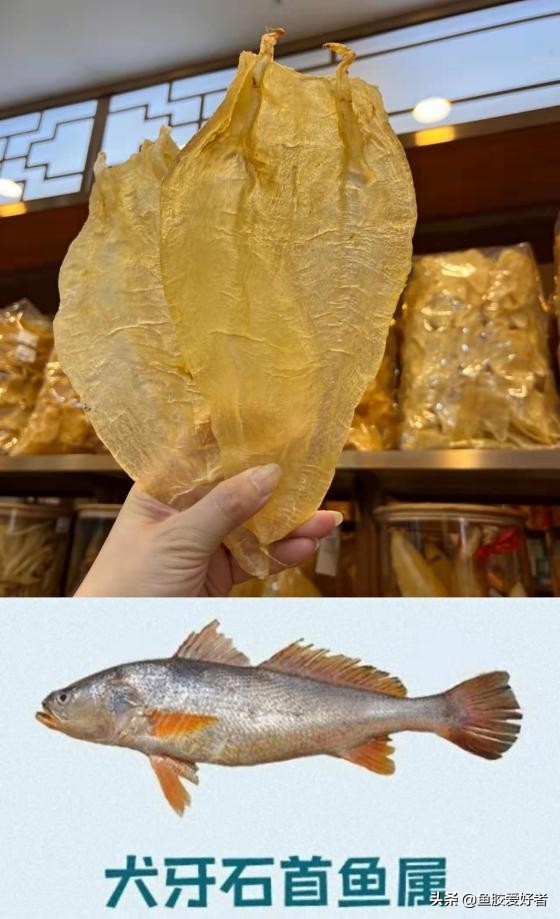 鱼胶的种类及对应图片,鱼胶的种类大全