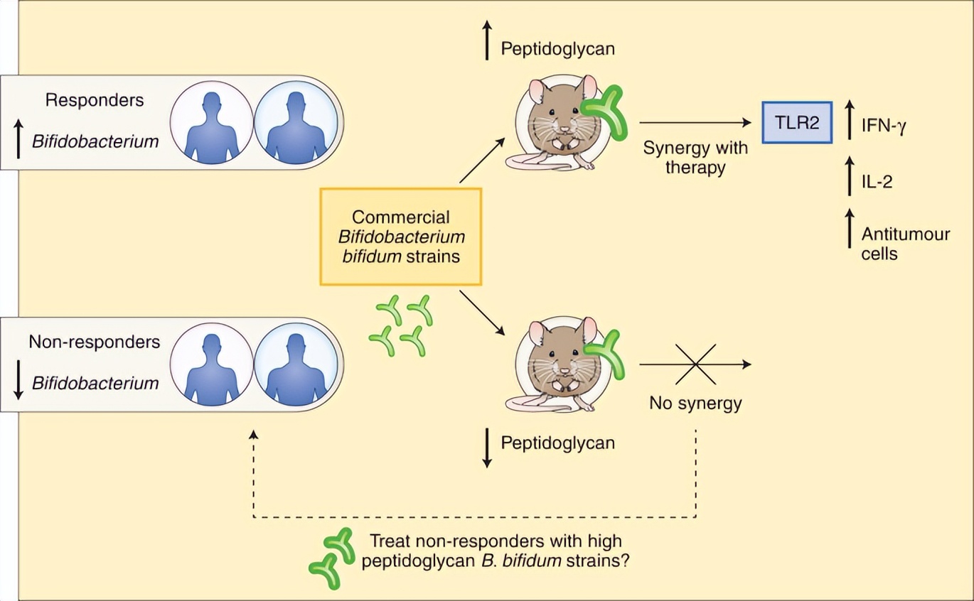 双歧杆菌属于肠道什么菌,双歧杆菌肠道功能会更好