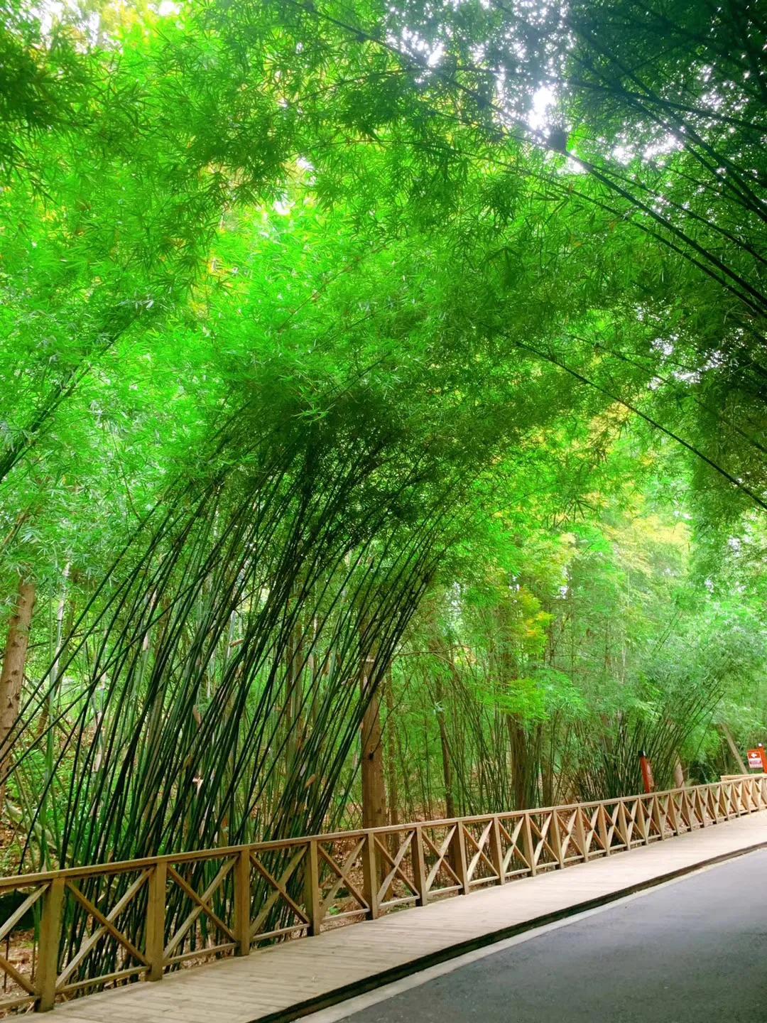 踏春赏花成都这些地方值得去看看,清明踏青成都一天来回的景点