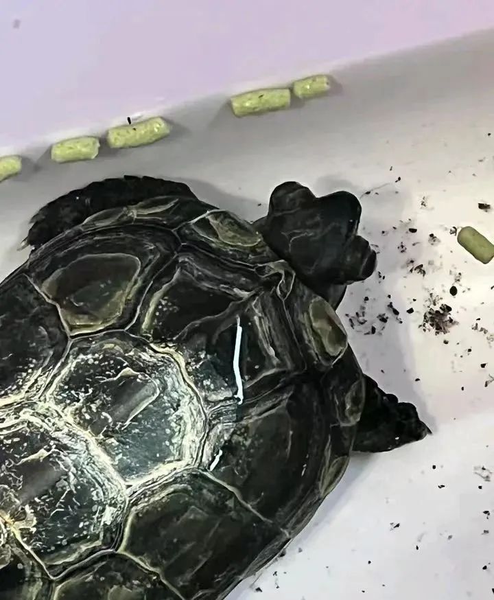 养龟烦心事,养龟难题