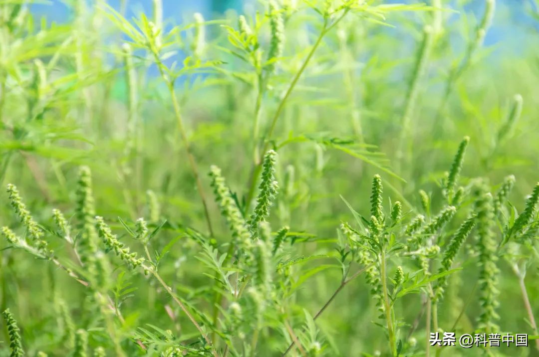 来看它们春风吹又“生”，“生”孩子的“生”！