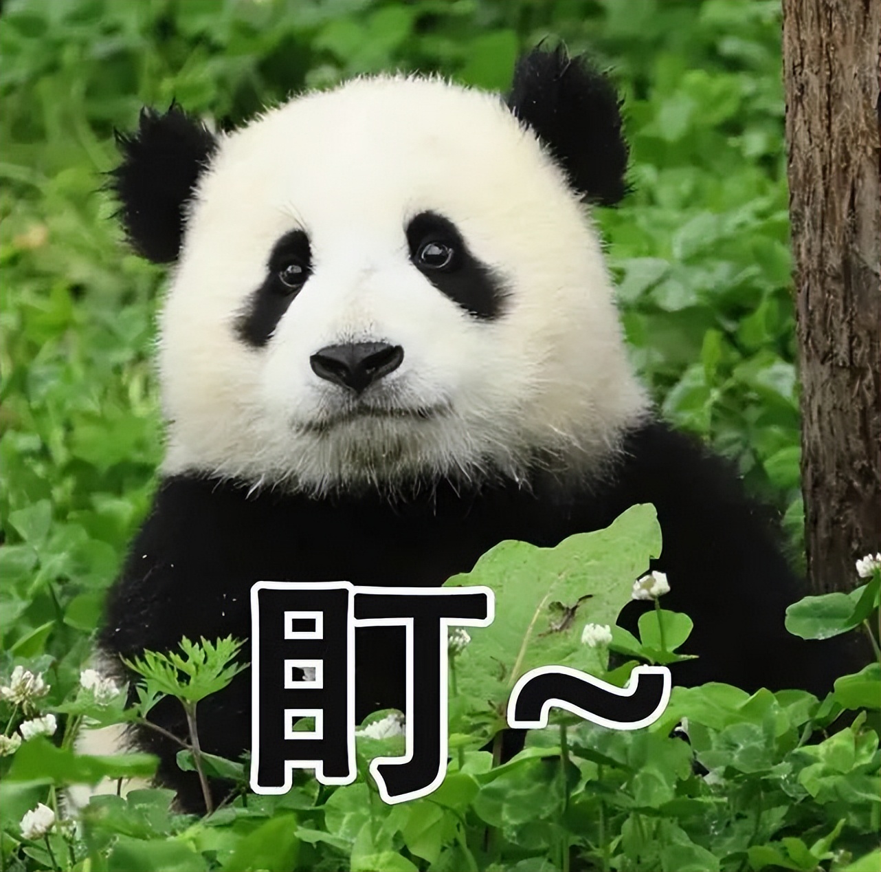 熊猫母子分开后再次相见,熊猫至死不渝的爱情