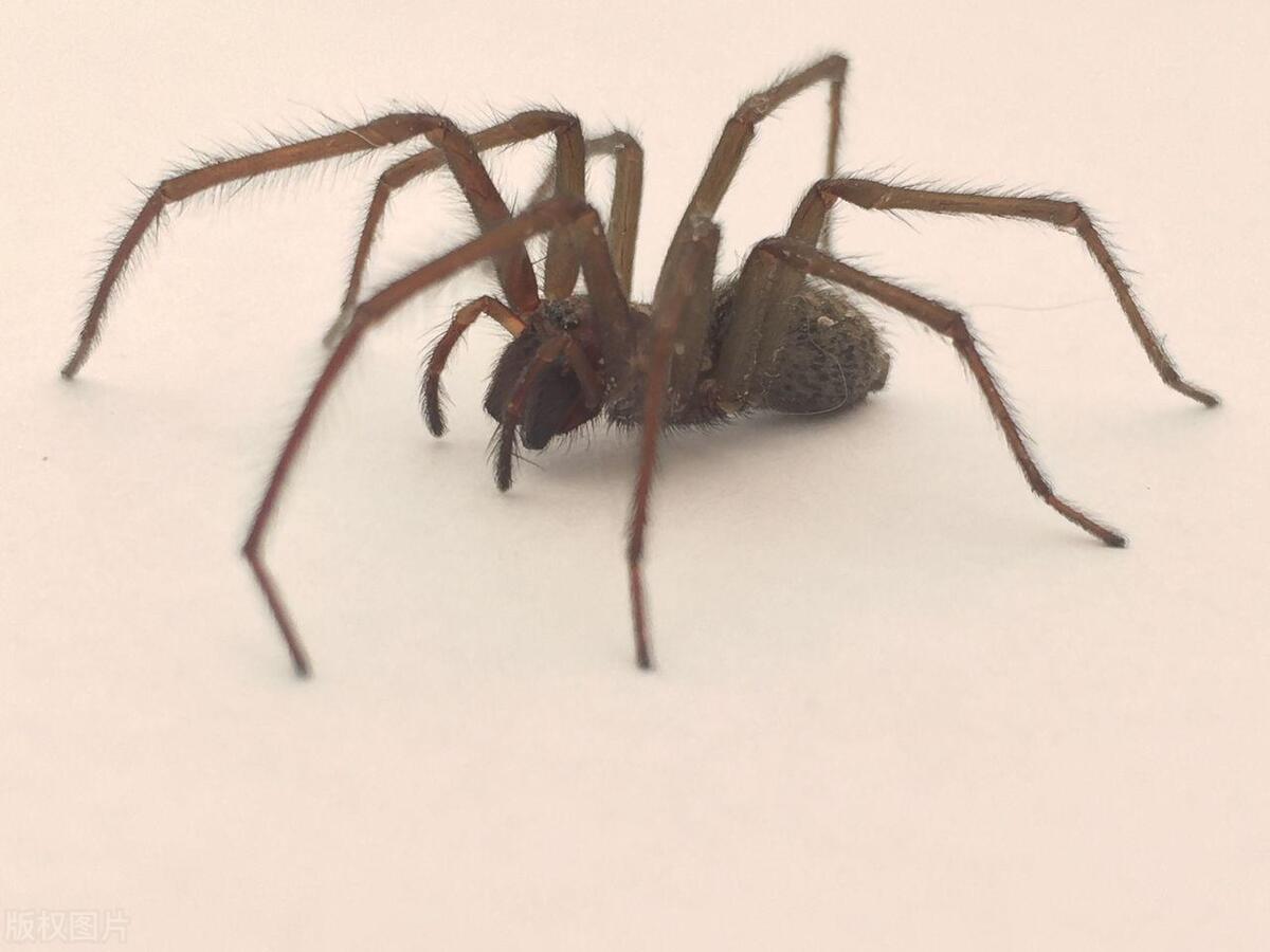 大蜘蛛进卧室有什么说法,家里为什么有大蜘蛛出现