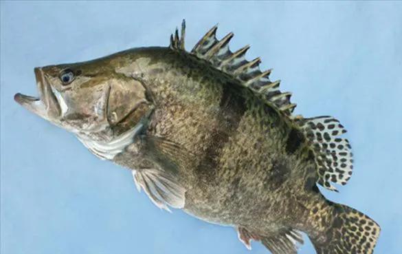 鱼类食材大全名称图片,鱼类菜谱大全100种