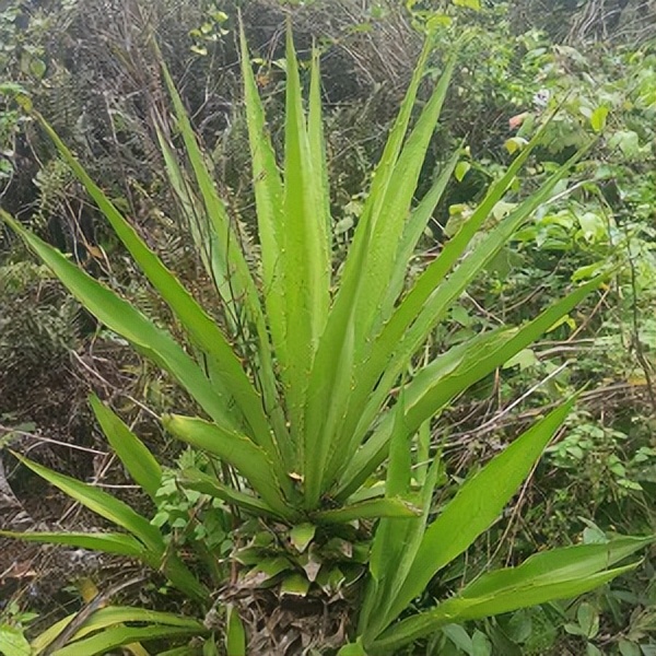 102个大类近500个多肉植物图片，都极其美丽，建议在家中也养一盆