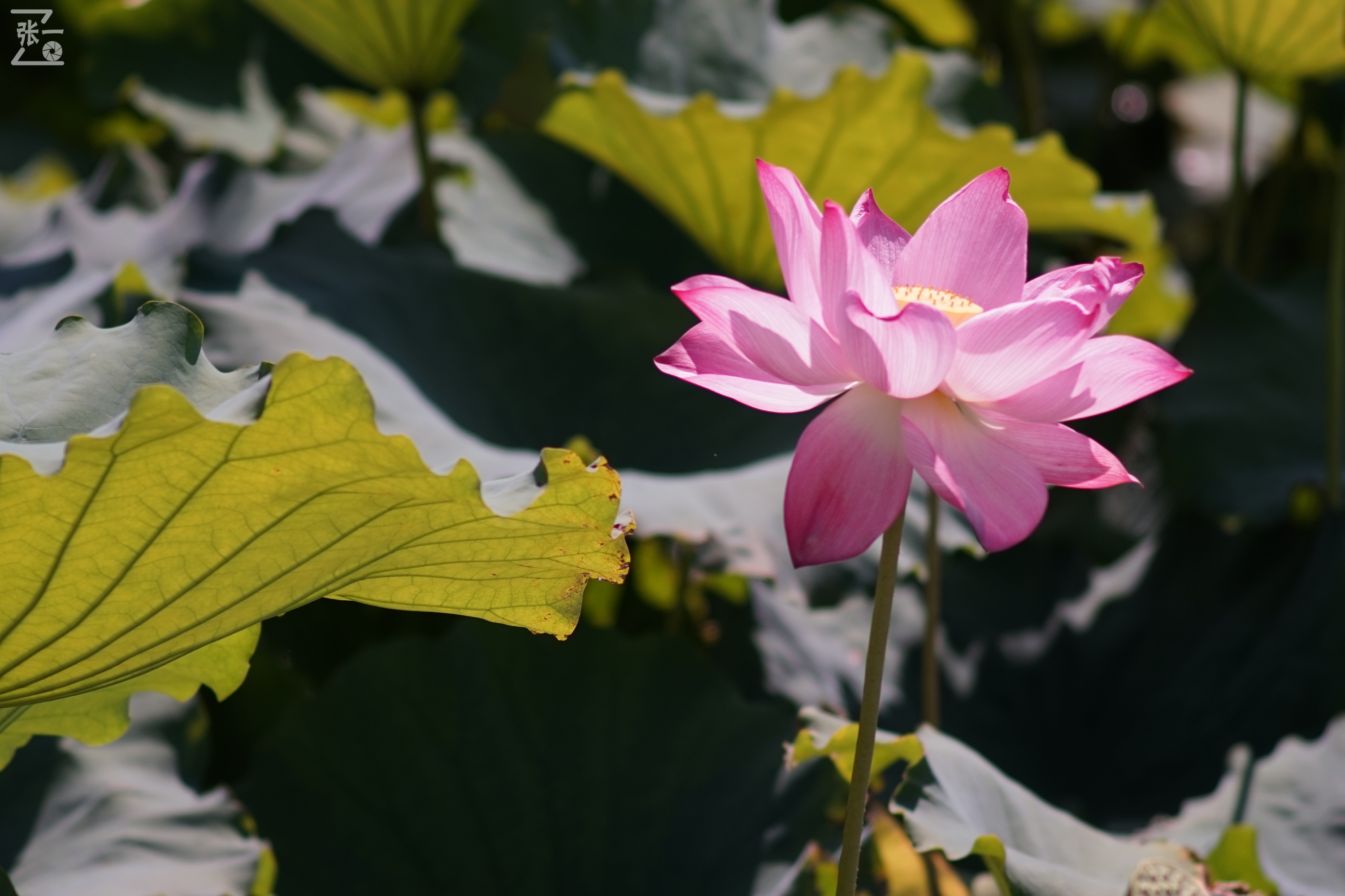 老款olympus微单拍摄技巧,日本olympus镜头