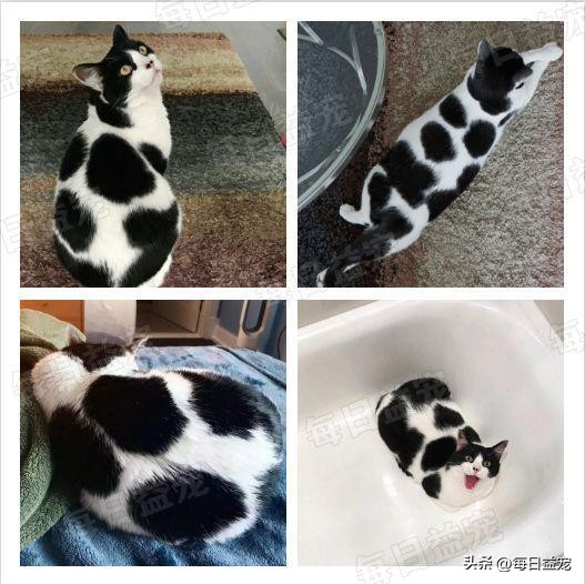 世界杯火了的猫,足球世界杯猫