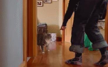 猫咪腿瘸了宠物医院关门了怎么办,猫咪突然腿瘸了是怎么回事