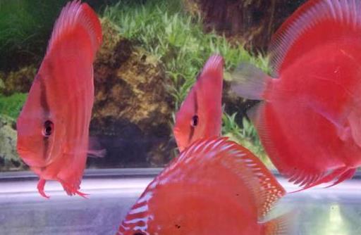 七彩神仙鱼饲养放水妖精吗,饲养七彩神仙鱼的书籍