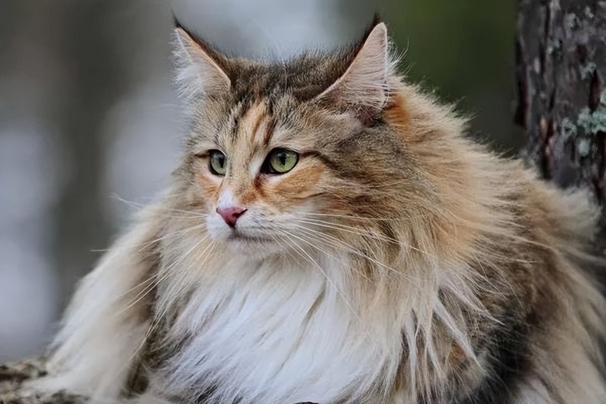 缅因身材布偶长相,缅因猫和挪威森林猫体型对比