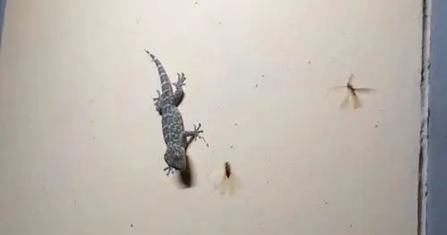 壁虎为什么有毒,为什么有的人会害怕壁虎