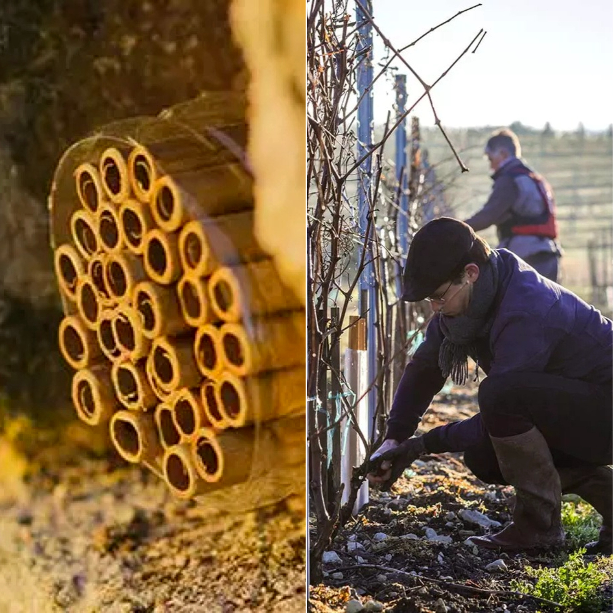 上海米其林三星,上海米其林餐厅2021完整榜单