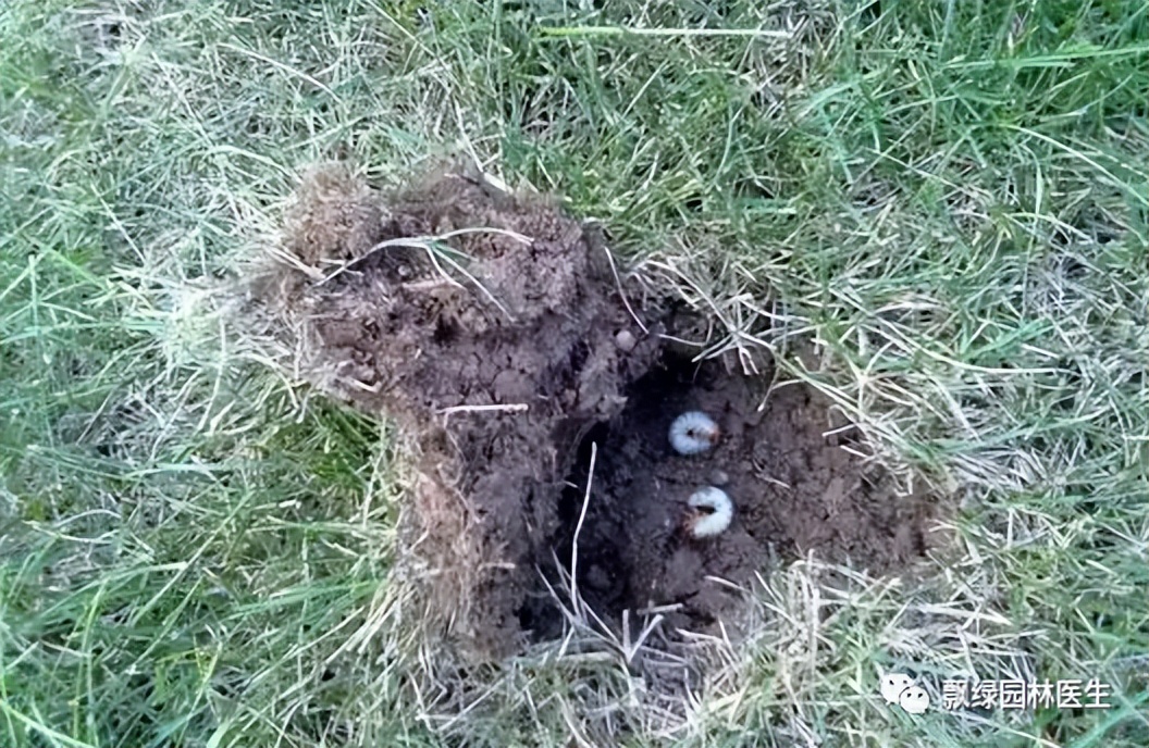 草坪发黄发枯是什么原因,草坪出现枯黄病怎么治理