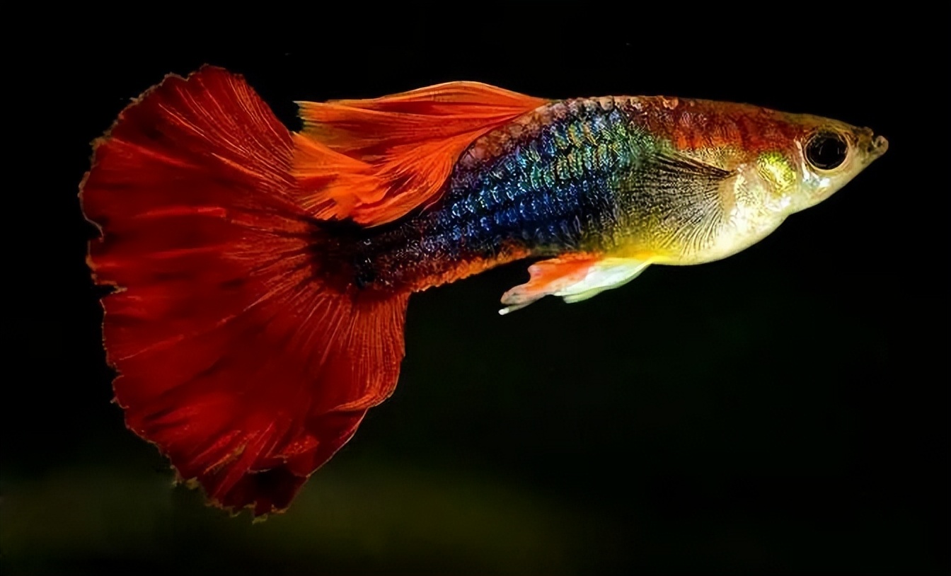 养鱼有哪些必须学会的技能和方法,养鱼的正确方法和感受