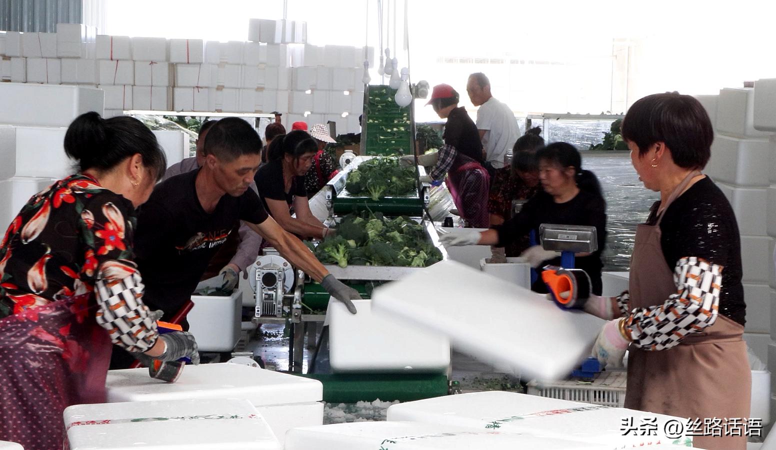 三抓三促春季造林,三抓三促七里河