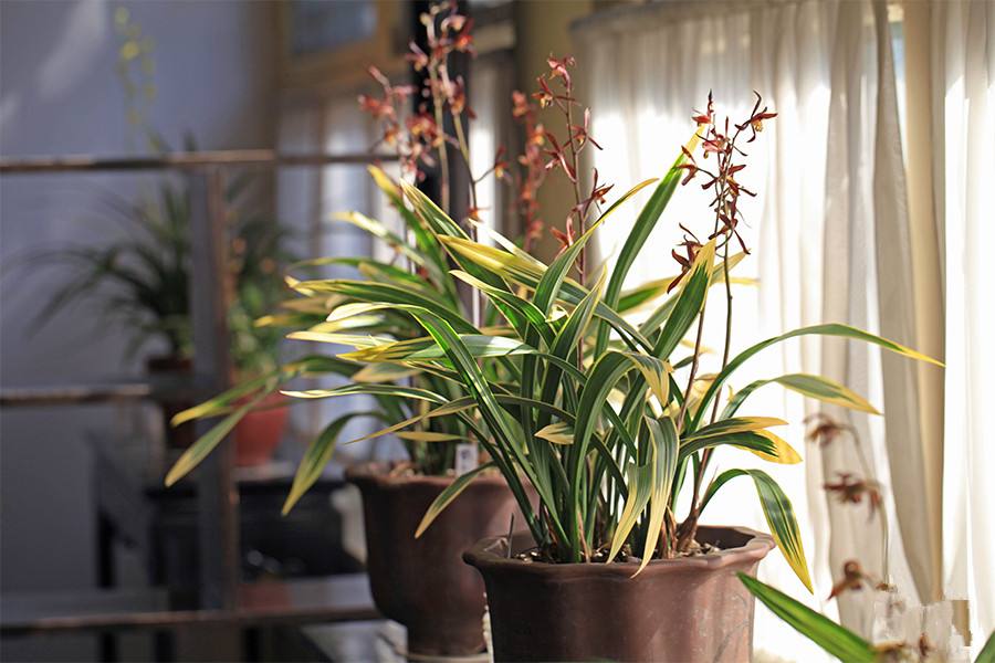 家里养哪五种开的旺宅花,家里养这6种旺宅花