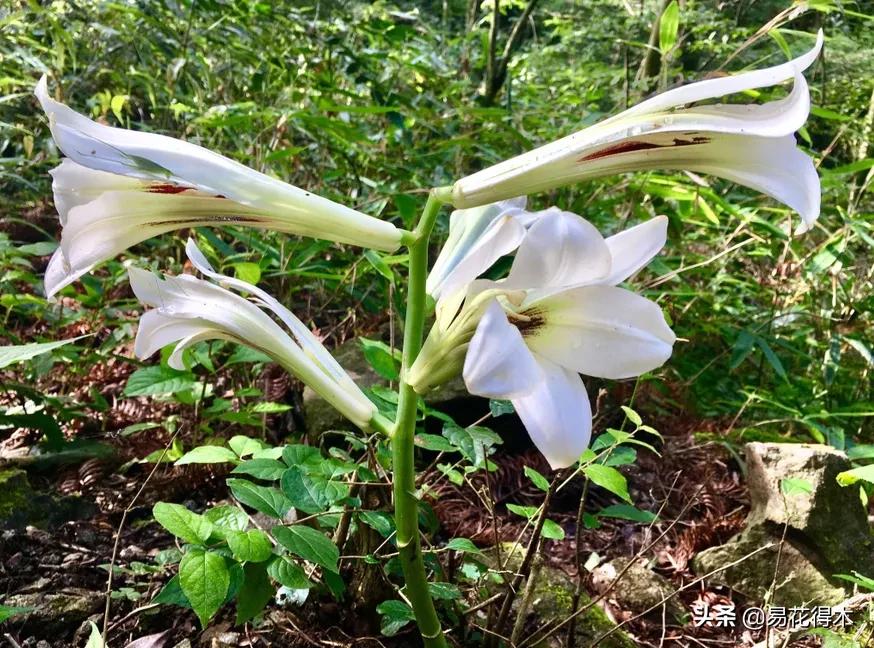 不可思议！高达两米壮观美丽的“百合王子”——大百合