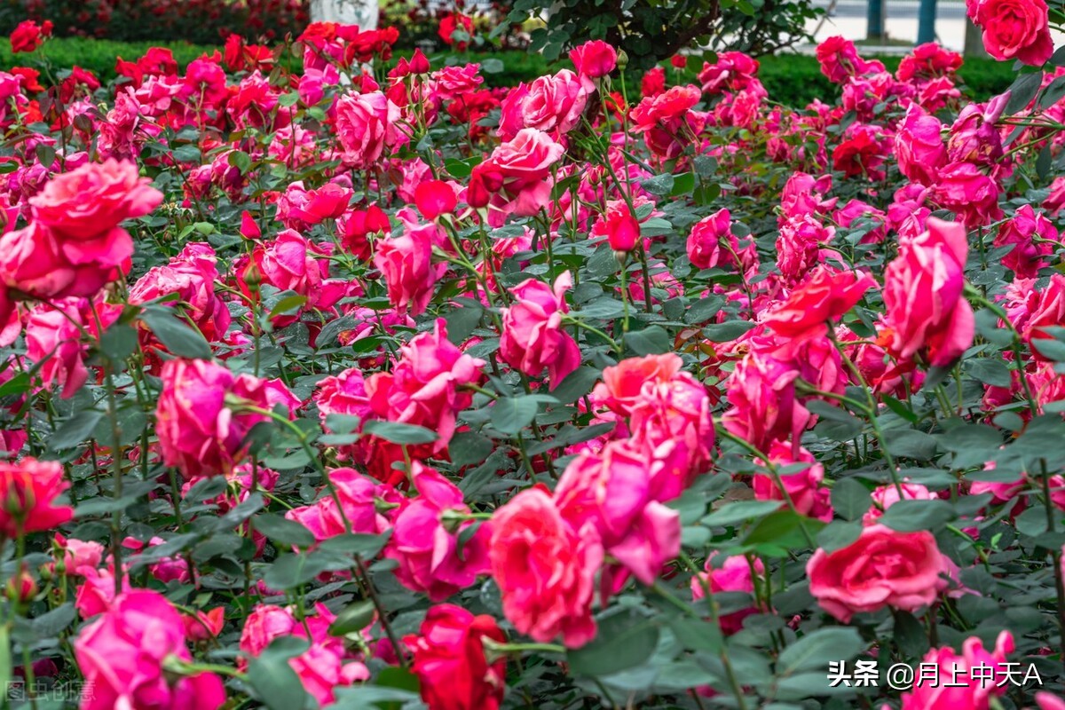咏月季花的诗,月季花七绝诗