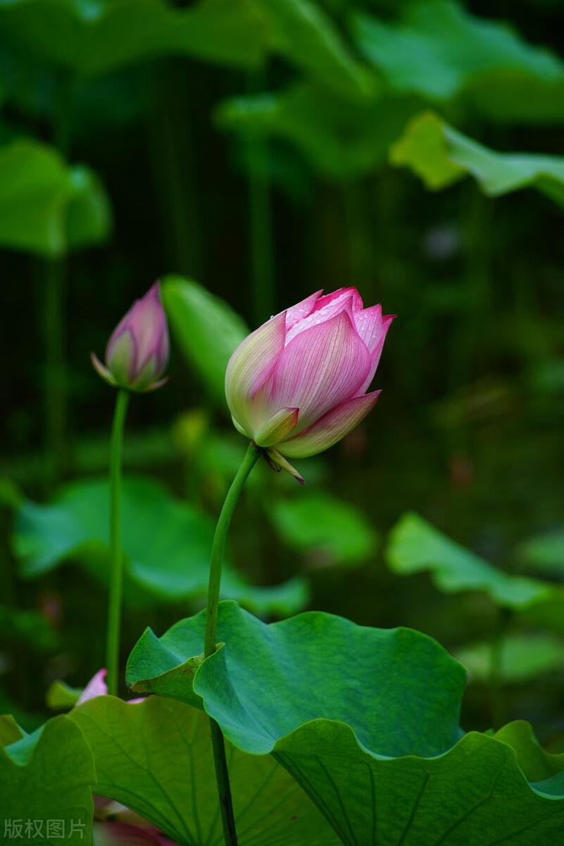 白云蓬莱仙境景区,蓬莱阁和蓬莱仙境有什么区别