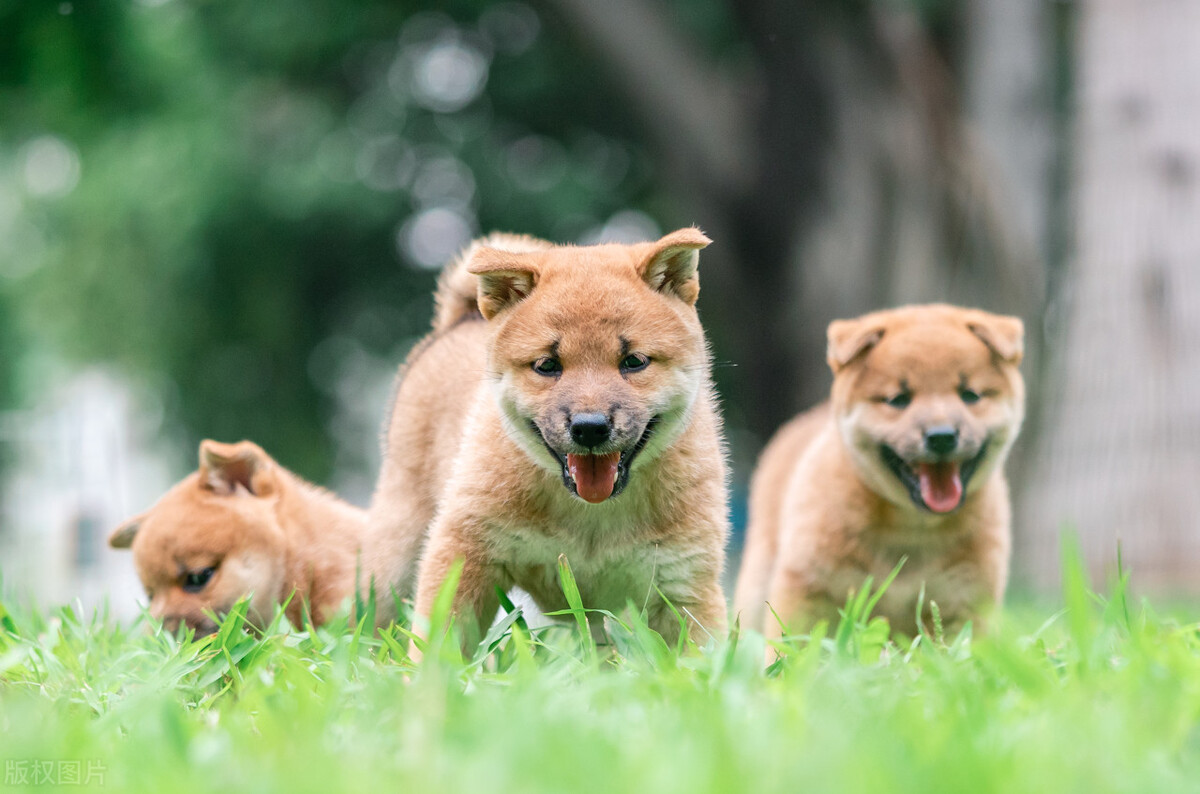 在网上买柴犬怎样更好,柴犬网上商家哪里买最好