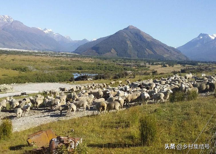 新西兰格伦诺基动物体验农场:一家以动物体验为主题的特色农场