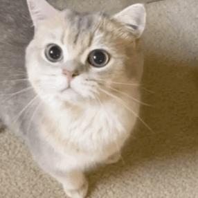 第一次养猫应该怎么选猫,养了7只猫咪