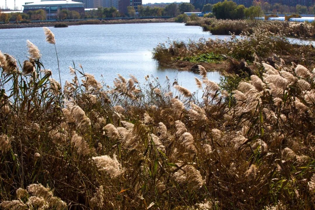 淄博蹴鞠和四川蹴鞠,蹴鞠中国蹴鞠