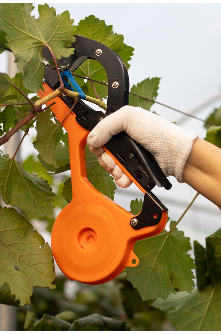 多功能黄瓜绑枝器,黄瓜整枝打杈操作步骤