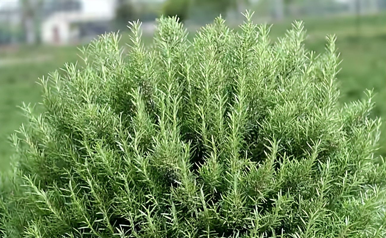 最好养的室内驱蚊植物是什么,适合室内养的驱蚊花卉有哪些品种