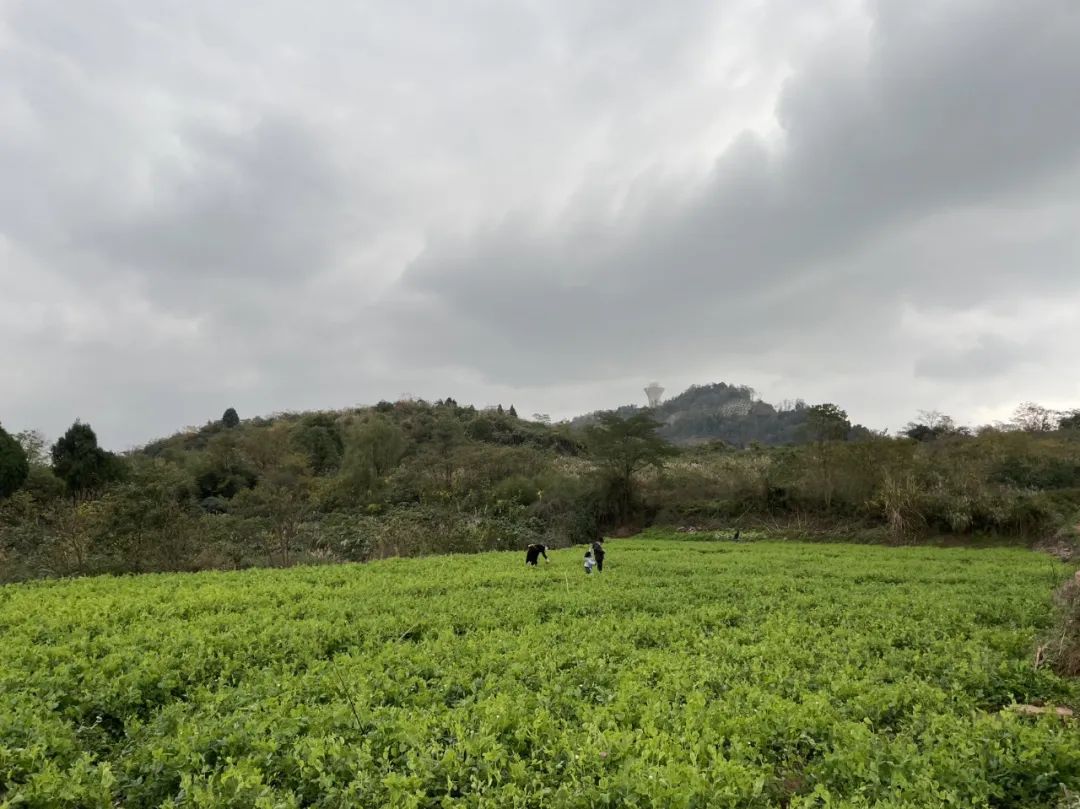 成都旅游豌豆尖,成都仰天窝近郊爬山推荐