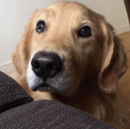 “金毛无限好，只是掉毛多”——这4个解决方法快收好