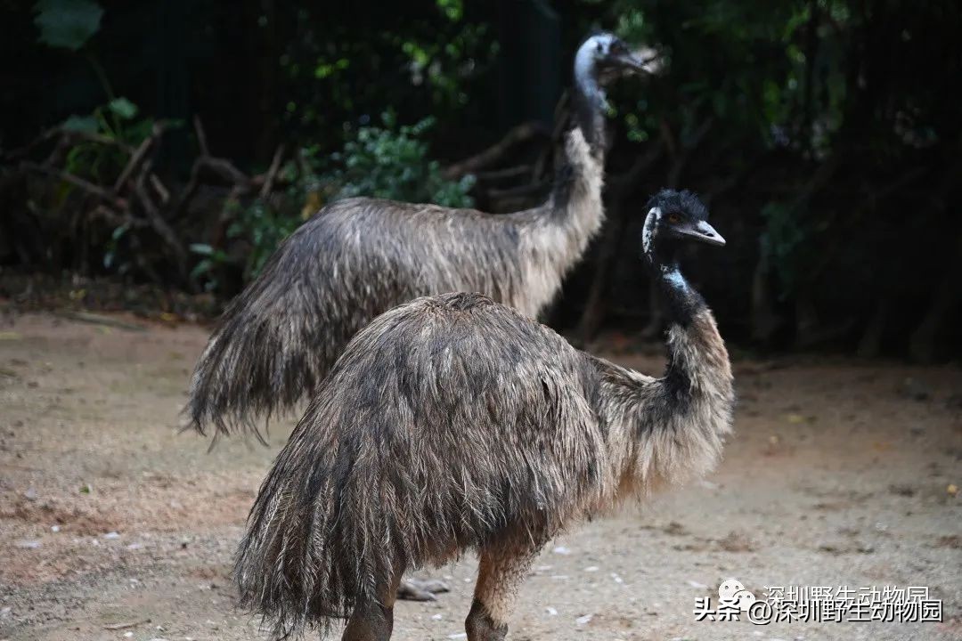 苗鸟怎么读,苗疆蛊事