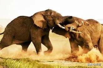 为什么不能招惹发情期的大象,大象发情期是什么样的