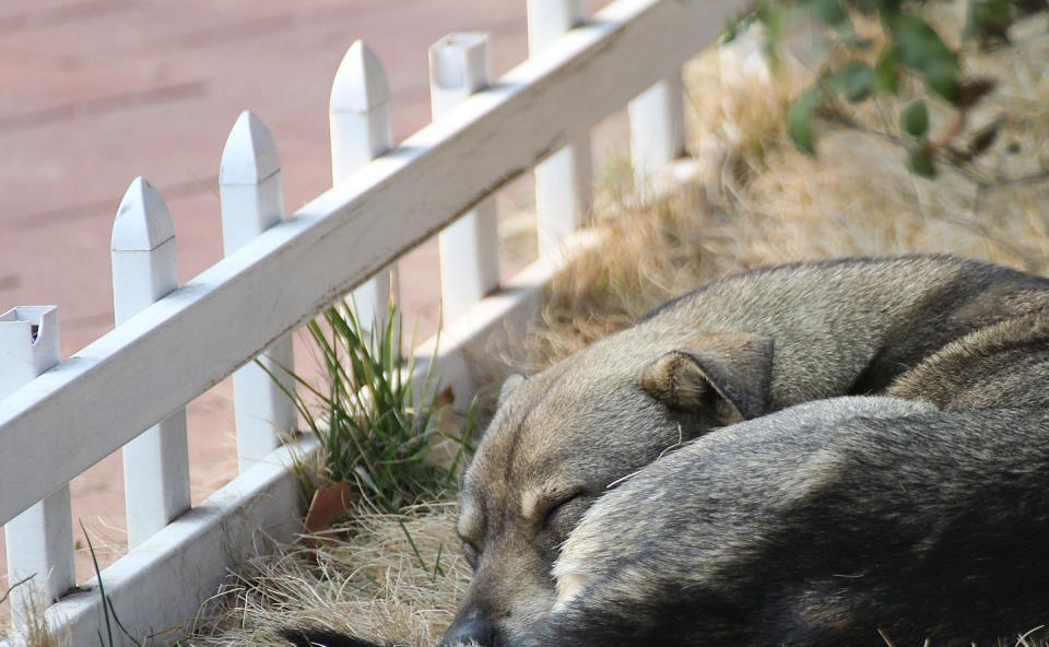 狗狗中暑后正确处理方式,狗狗中暑急救处理方法