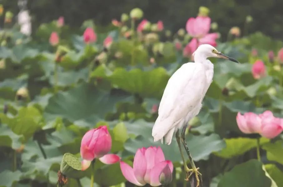 四川省百强中心镇完整名单,四川省级百强中心镇入库候选名单