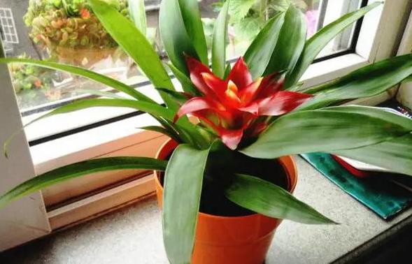 家里的鸿运当头花不红的原因找到了,这几方面入手,轻松给解决