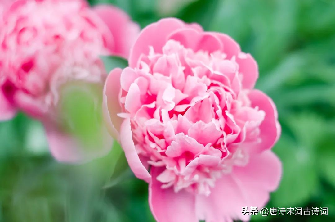 光艳动天下的何止安乐公主