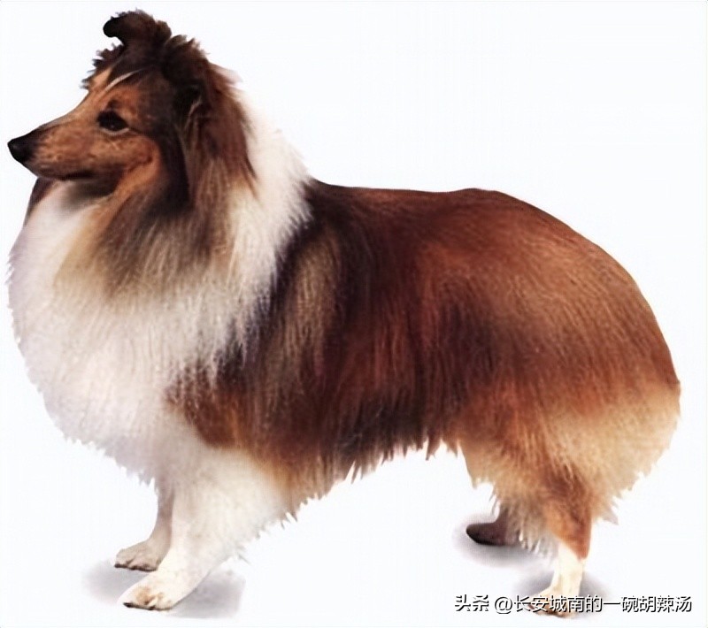 世界名犬大赛全程视频,世界名犬狗狗品种大全