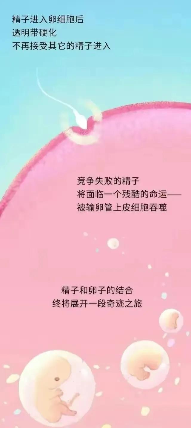 精子进入女性体内后，会发生什么神奇的事？漫画科普