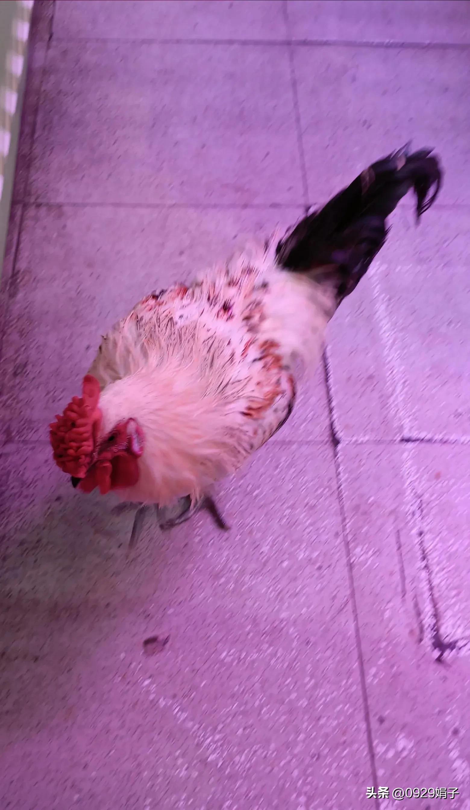 超市鸡卖什么价格,山姆超市的鸡