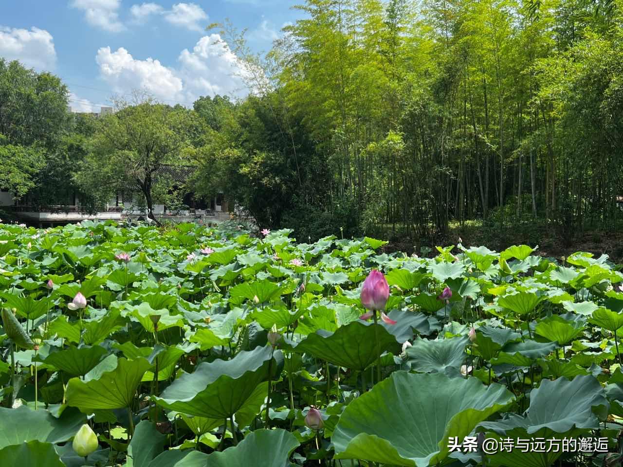 走走看看：接天莲叶无穷碧，映日荷花别样红——古漪园赏荷