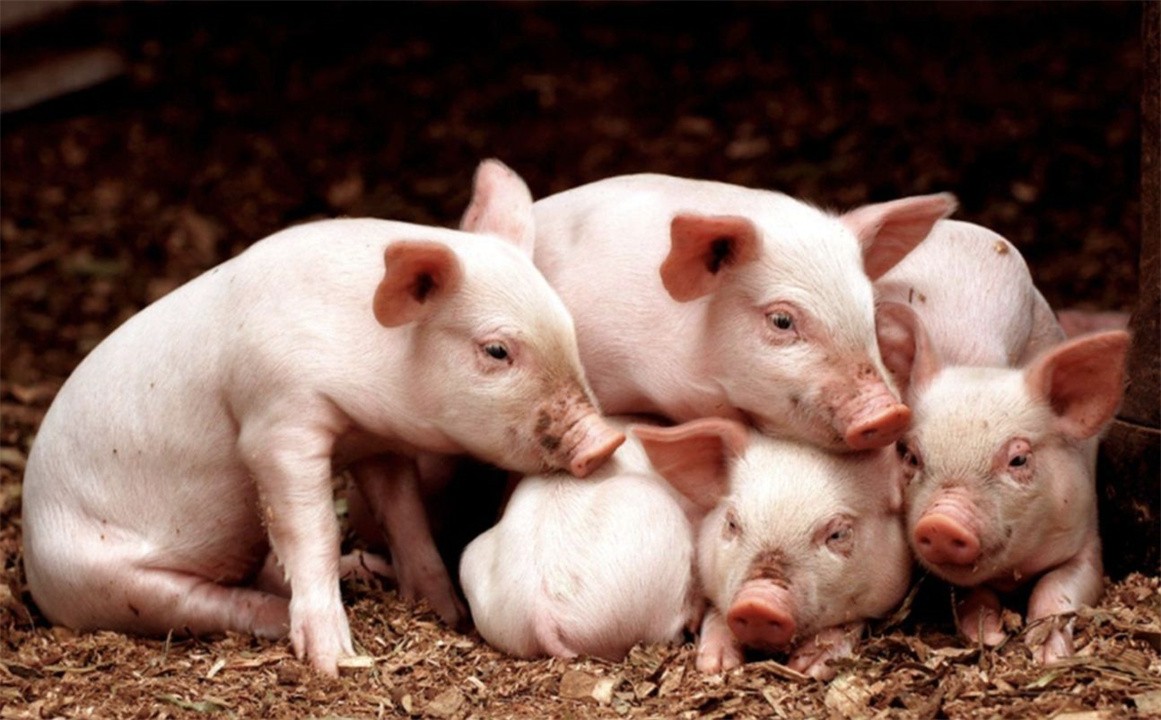 世界上最聪明的动物是什么动物,世界上最聪明的十种动物排名