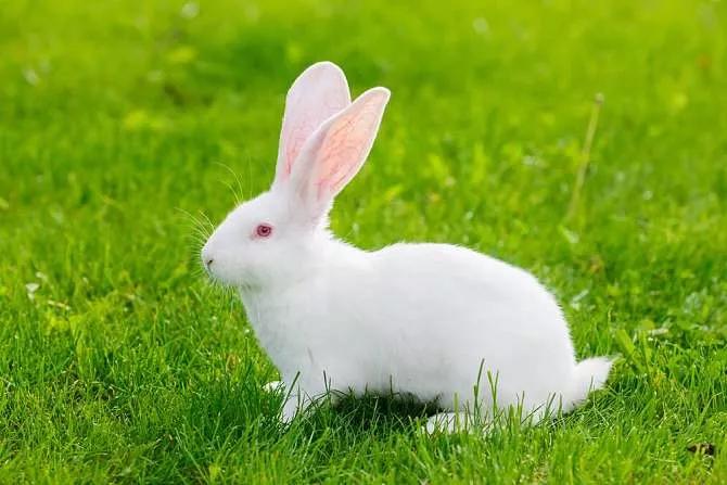 小白兔活泼又可爱,小白兔可爱型的