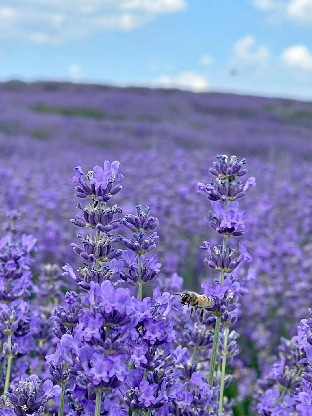 十二星座本命香水,十二星座本命星座