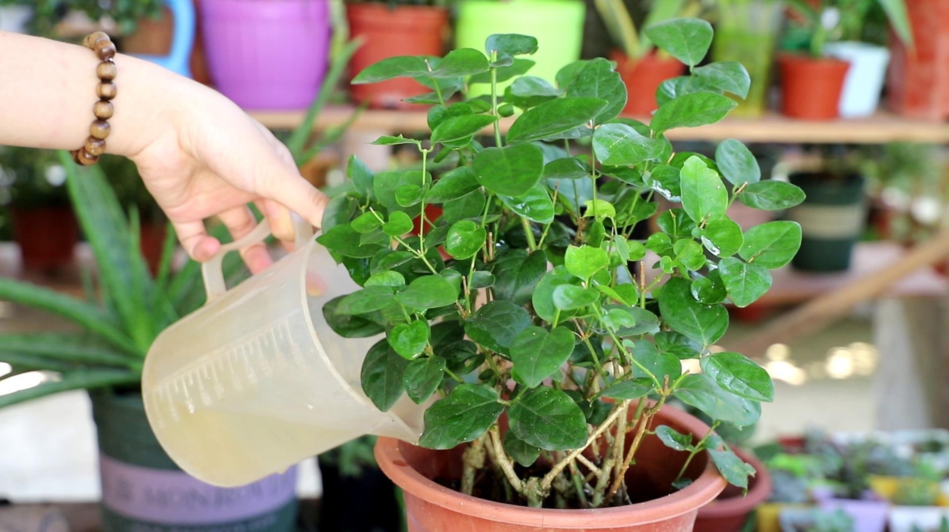 茉莉花怎么养迅速开花,茉莉花如何养开花不断