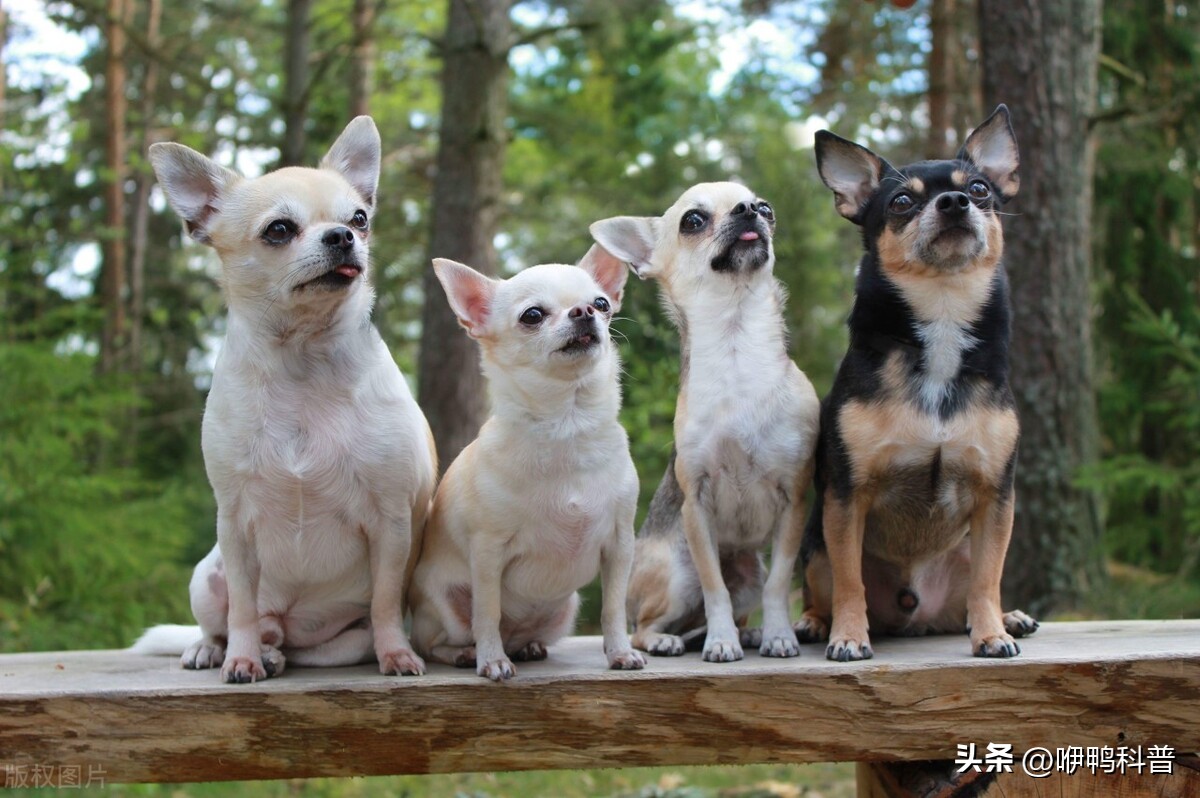 猫奶和狗奶有什么区别,猫奶和狗奶有什么区别吗