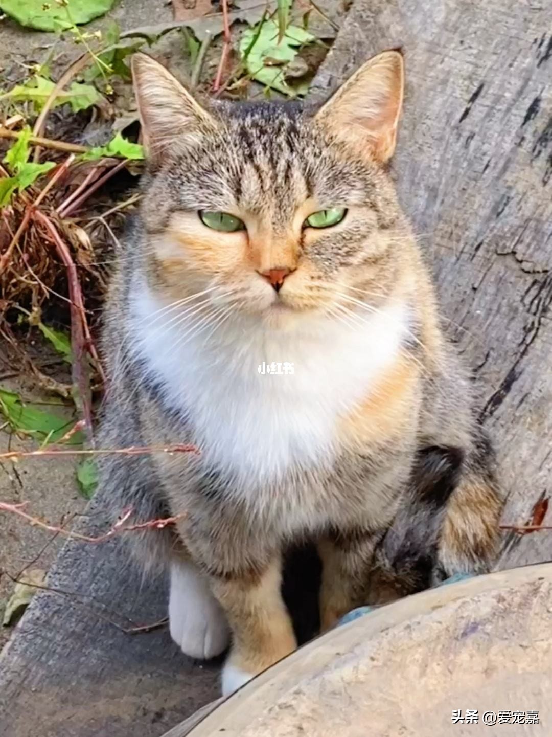 猫咪各种种类的简介介绍,各类猫咪种类介绍