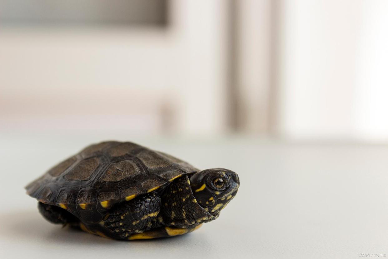 养龟玩繁殖可以赚钱吗,在家创业养龟能赚钱吗