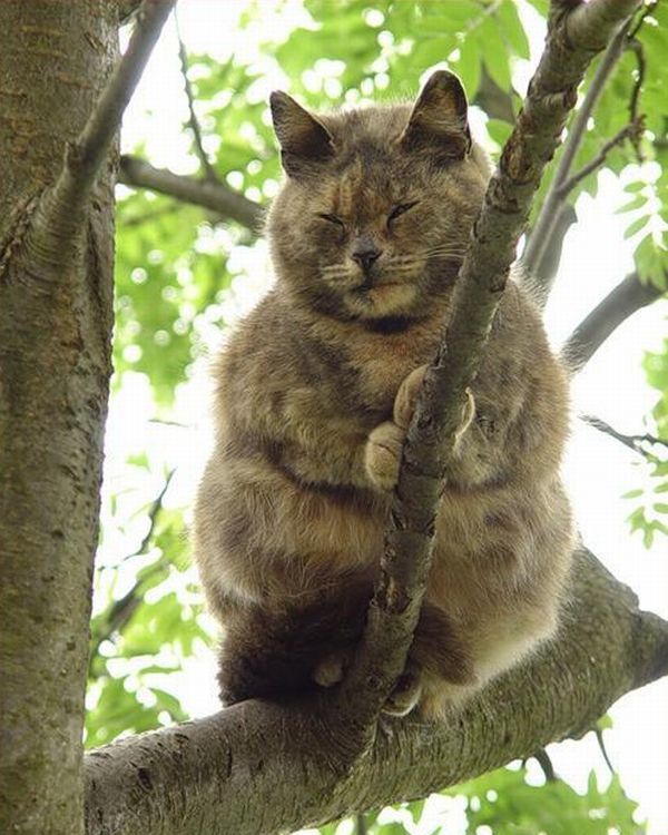80个神奇的真实照片，不高兴的狗子，崎岖的铁路，倒立劈叉拉筋